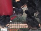 கருங்கோழி குஞ்சு