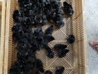 கருங்கோழி குஞ்சுகள் ,