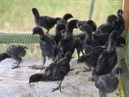 கருஙகோழிக் குஞ்சுகள்