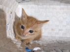 Cat for Kind Home