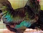கருஞ்சேவல்/ கோழிகள்
