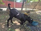 கருப்பு ஆடு