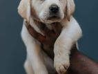 Registered Labrador Puppy