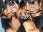 KSL Rottweiler Puppies