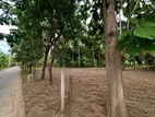 කතරගමින් අගනා ඉඩමක් විකිණීමට ඇත