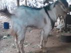 கடா ஆடு