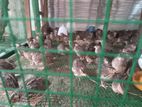 Farm கோழி