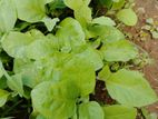 F1 Hybrid Brinjal Plant