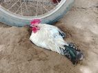 Farm Chickens