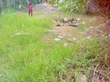 කටුනායක, කිබුලපිටිය අස්වැද්දූම ලිද පාරේ පර්චස් 7ක් බිම් කොටසක්