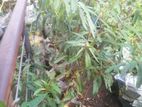 කුබුක් ගස්