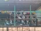 Pigeons With Cage