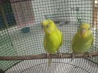 kuduwa saga love birds