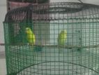 kuduwa sama love birds