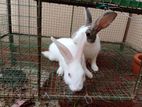 Rabbit with Cage