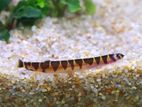 Kuhli Loaches