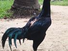 Kukula