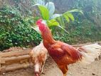 Chicken Pair