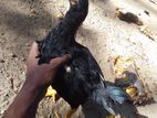 කුකුල් පැටවු විකිණීමට