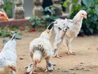 කුකුල් පැටවුන්