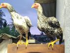 Rooster