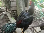 Rooster
