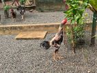 Jaala Rooster