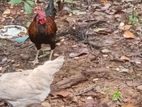 Farm Chickens