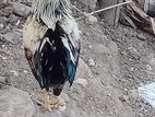 Kukulan
