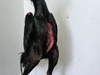 Rooster