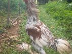 Roosters