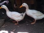 කුකුළන් සමඟ තාරාවන්