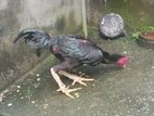 Kukulan