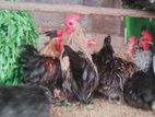 Bantam Chickens