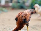 Farm Chicken