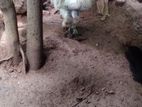 Kukulan
