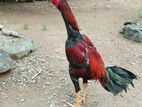 Rooster