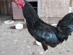 kukulek