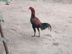 Rooster