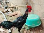 Assel Rooster