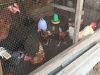 Farm Chickens