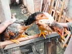 කුකුළන්
