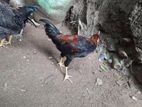 ගම් කුකුළන්