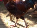 Rooster