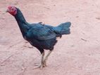 කුකුළන්