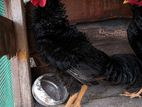 Farm Chicken