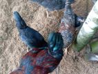 කුකුළන් ව්කිනිමට