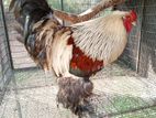 Farm Chickens