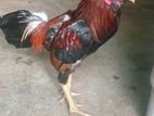 Kukulu 3nama Denawa