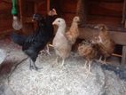 Chickens